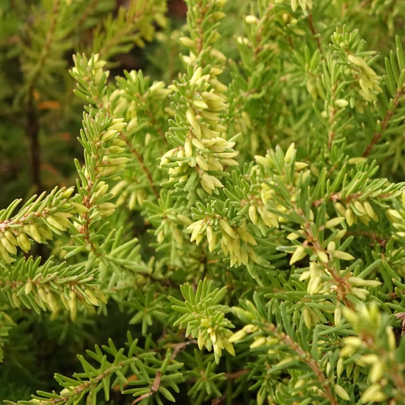 Erica darleyensis Darley Dale - Bruyère d'hiver (Feuillage)