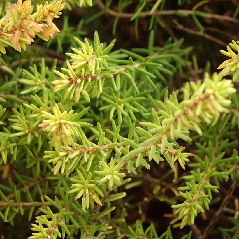 Erica darleyensis Marie Helen - Bruyère d'hiver (Feuillage)