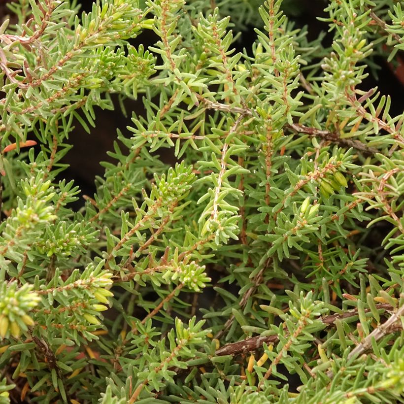 Erica darleyensis Tyann - Bruyère d'hiver (Feuillage)