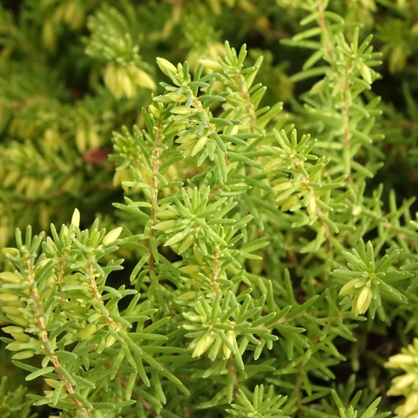 Erica darleyensis White Glow - Bruyère d'hiver (Feuillage)