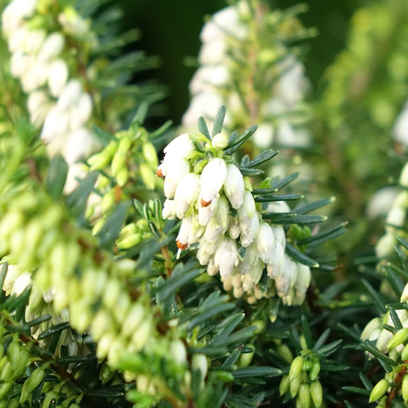 Erica x darleyensis Winter Belles Katia - Bruyère d'hiver (Floraison)