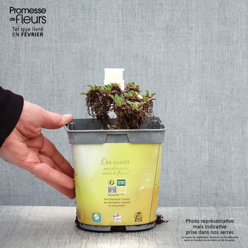 Spécimen de Erodium chrysanthum Pot de 2L/3L tel que livré en hiver