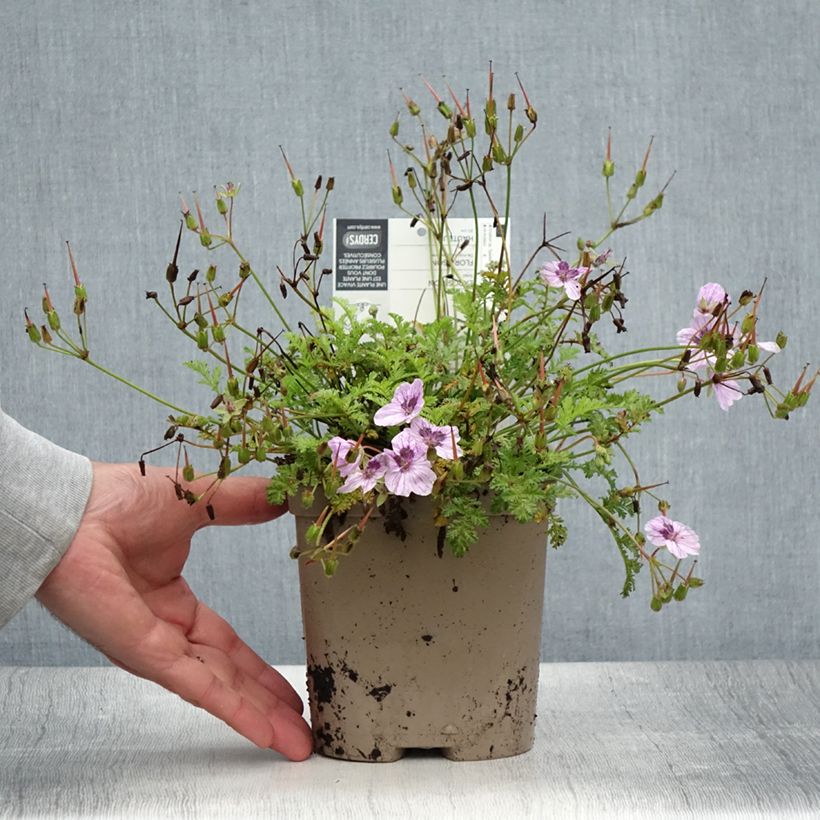 Spécimen de Erodium Spanish Eyes en pot de 2L./3L. - Bec de grue  tel que livré en été