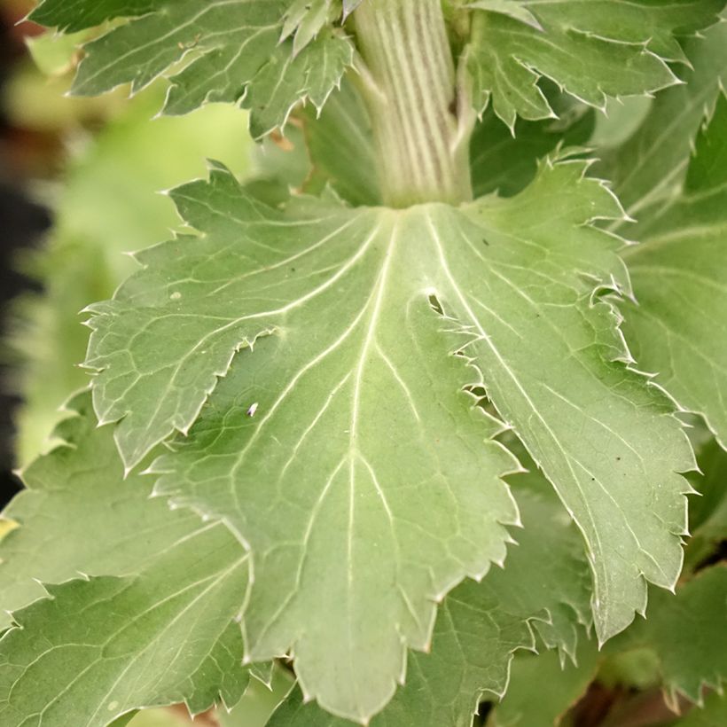 Eryngium planum Blue Hobbit (Feuillage)