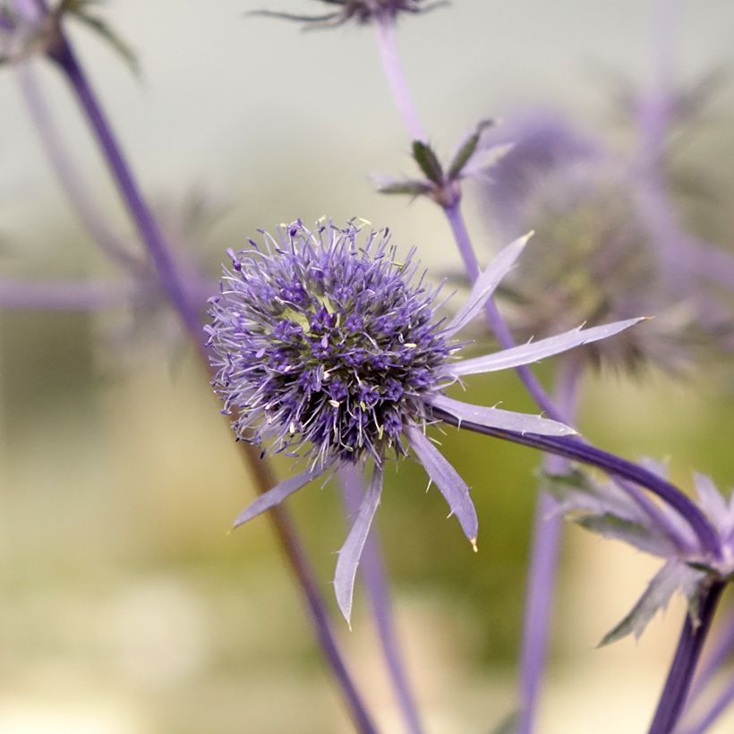 Eryngium planum - Panicaut (Floraison)