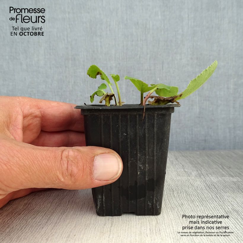 Spécimen de Eryngium planum - Panicaut Godet de 8 cm tel que livré en automne