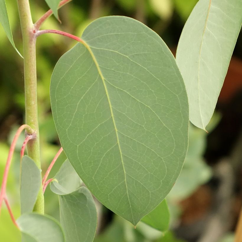 Eucalyptus delegatensis subsp. tasmaniensis  (Feuillage)