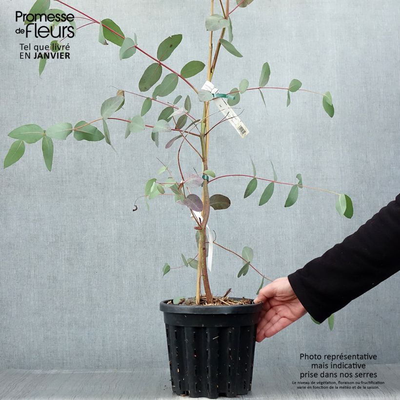 Spécimen de Eucalyptus elliptica - Gommier blanc de Bendemeer tel que livré en hiver