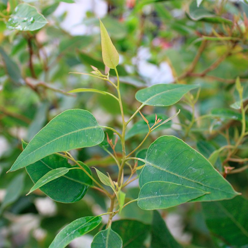 Eucalyptus gomphocephala Kaduri - Eucalyptus hybride nain (Feuillage)