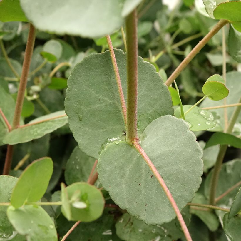 Eucalyptus gunnii Blaue Liebe - Gommier cidre (Feuillage)