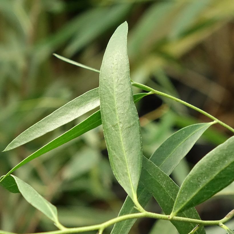 Eucalyptus kybeanensis - Mallée de Kybean (Feuillage)