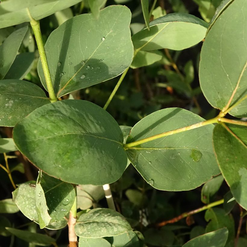 Eucalyptus leucoxylon Rosea (Feuillage)