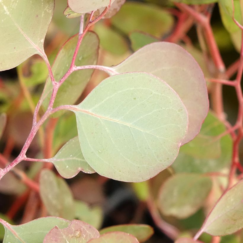 Eucalyptus polyanthemos - Gommier florifère (Feuillage)