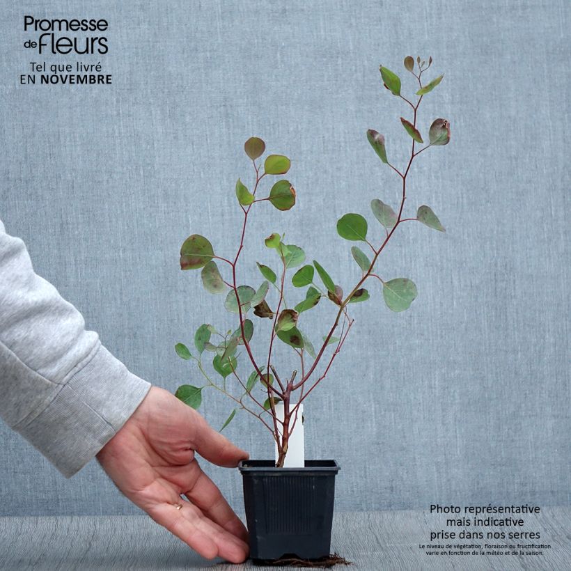 Spécimen de Eucalyptus polyanthemos - Gommier florifère tel que livré en automne