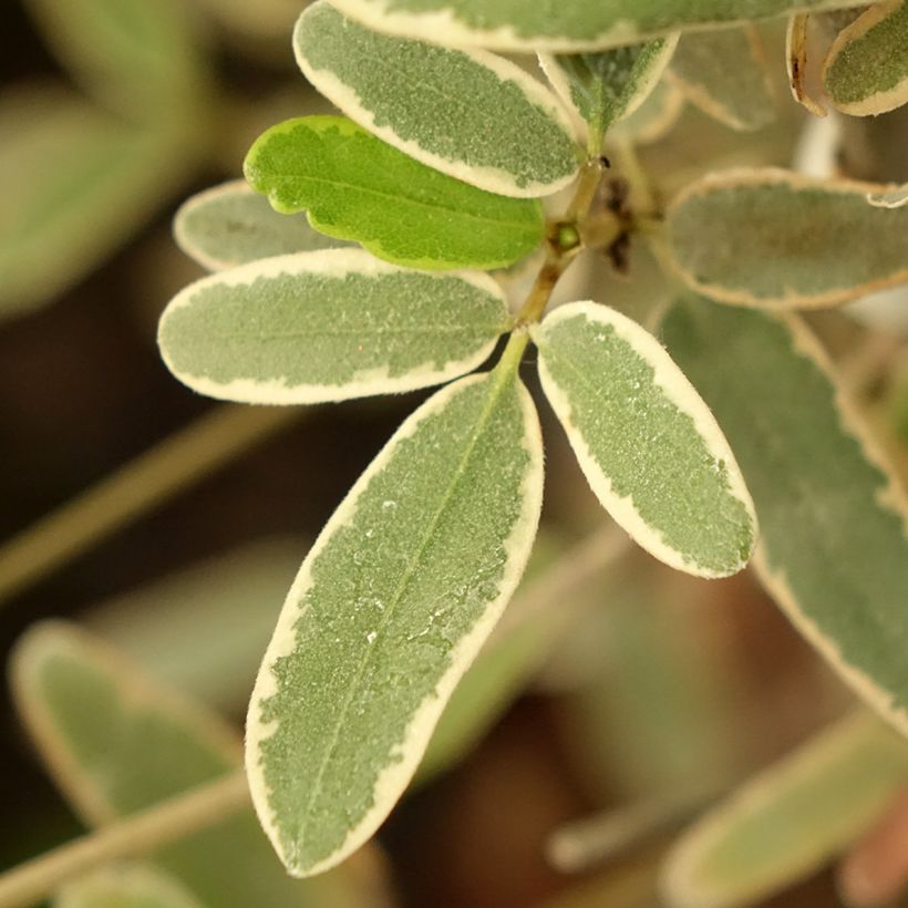 Eucryphia lucida Gilt Edge - Eucryphia luisant (Feuillage)