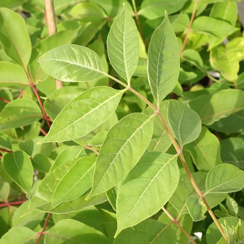 Euodia danielii - Arbre à miel (Feuillage)