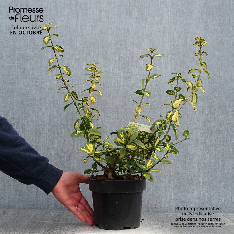 Spécimen de Euonymus fortunei Blondy - Fusain persistant panaché Pot de 2L/3L tel que livré en automne