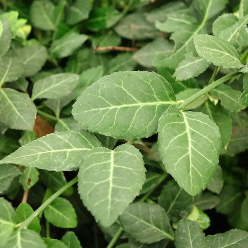 Euonymus fortunei Dart's Blanket - Fusain rampant (Feuillage)