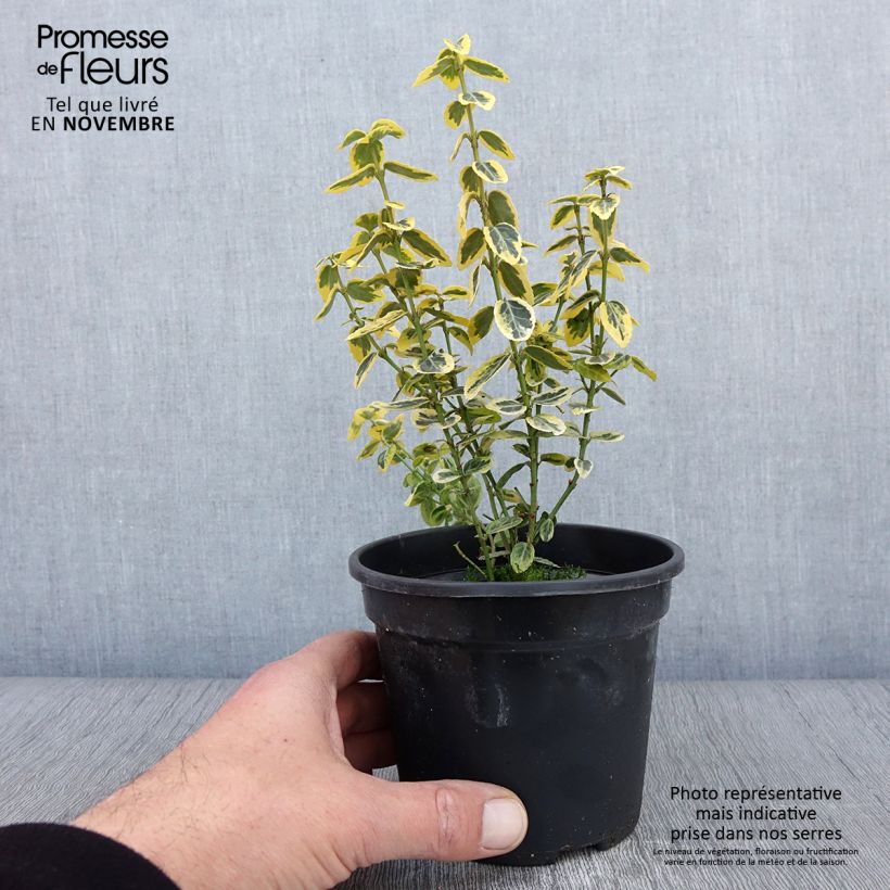 Spécimen de Euonymus fortunei Emerald 'n gold - Fusain en pot de 1L/1,5L tel que livré en automne