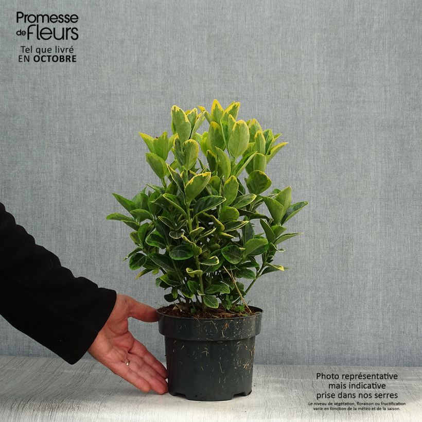 Spécimen de Euonymus japonicus Aureomarginatus - Fusain du Japon Pot de 2L/3L tel que livré en automne