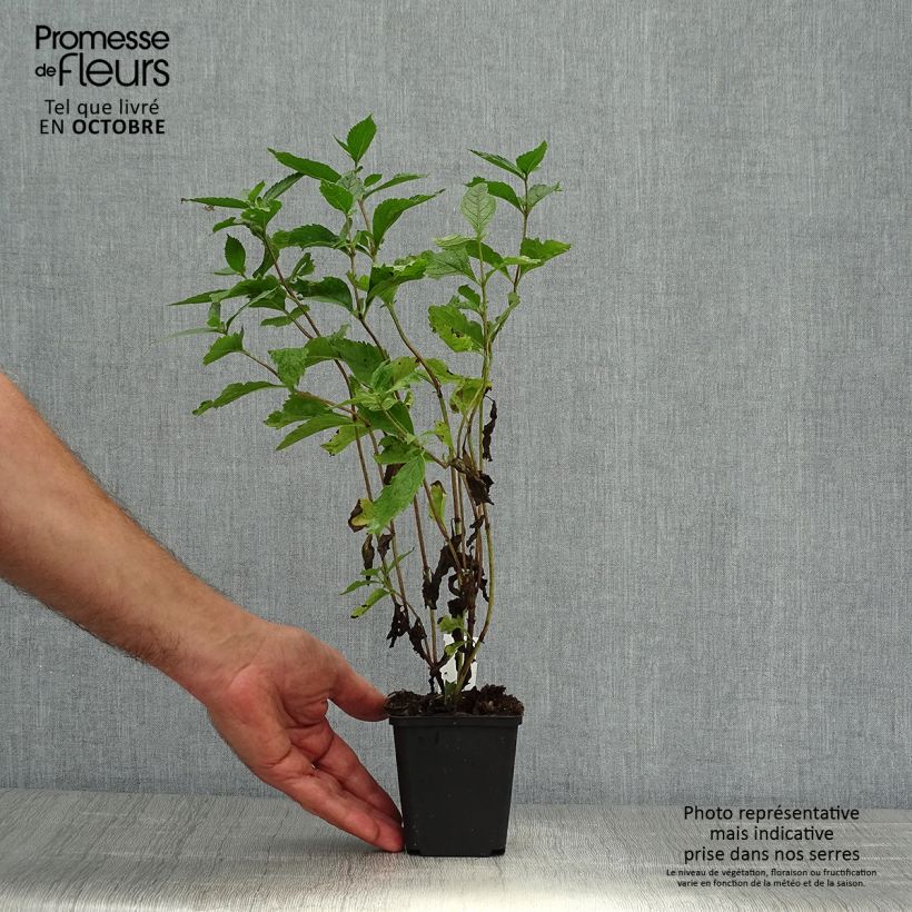 Spécimen de Eupatorium maculatum Phantom - Eupatoire Godet de 9cm tel que livré en automne