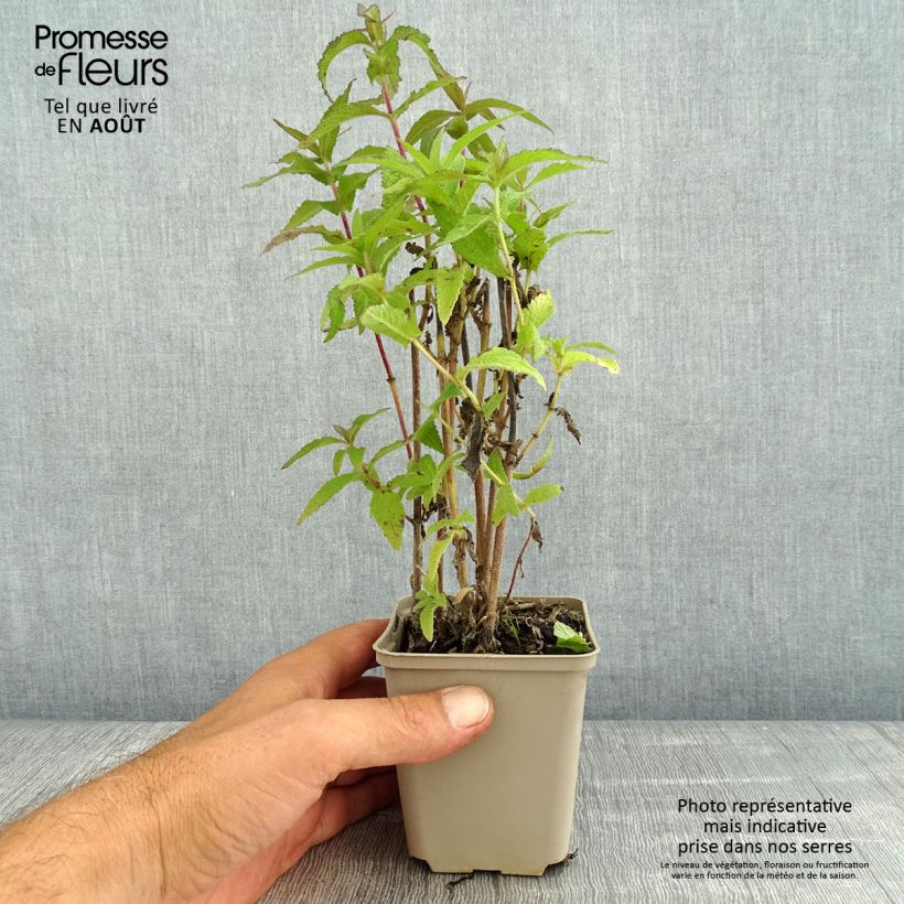 Spécimen de Eupatorium perfoliatum - Eupatoire perfoliée tel que livré en été