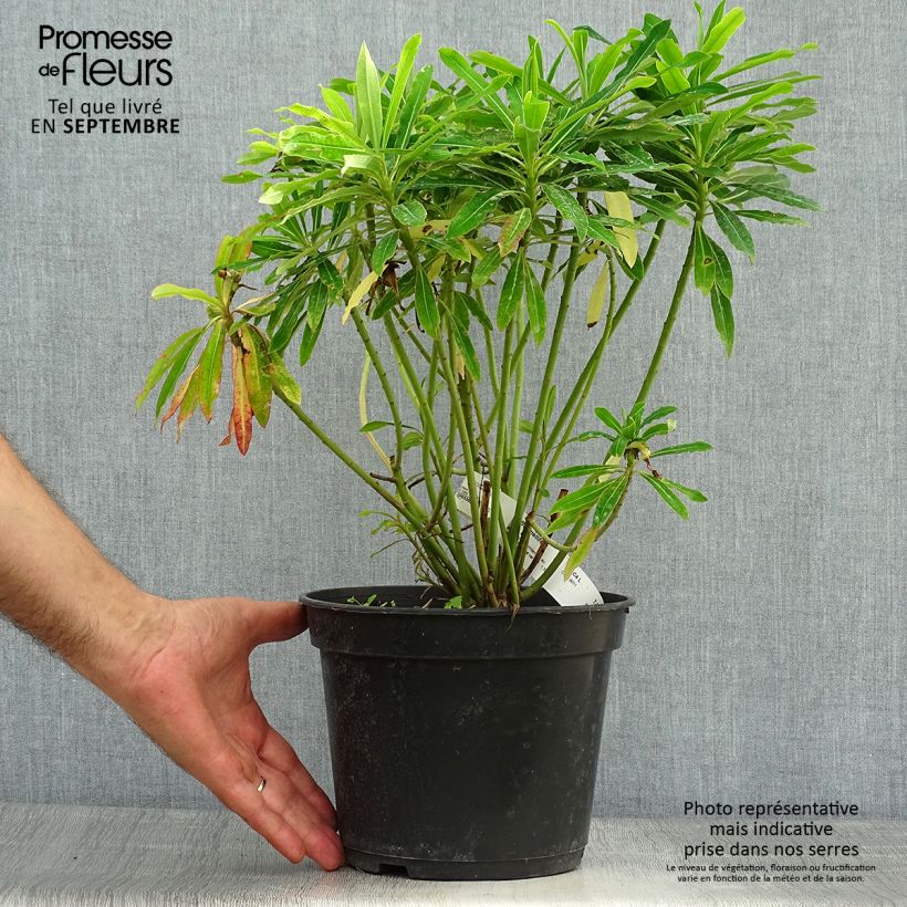 Spécimen de Euphorbe mellifère - Euphorbia mellifera Pot de 2L/3L tel que livré en automne