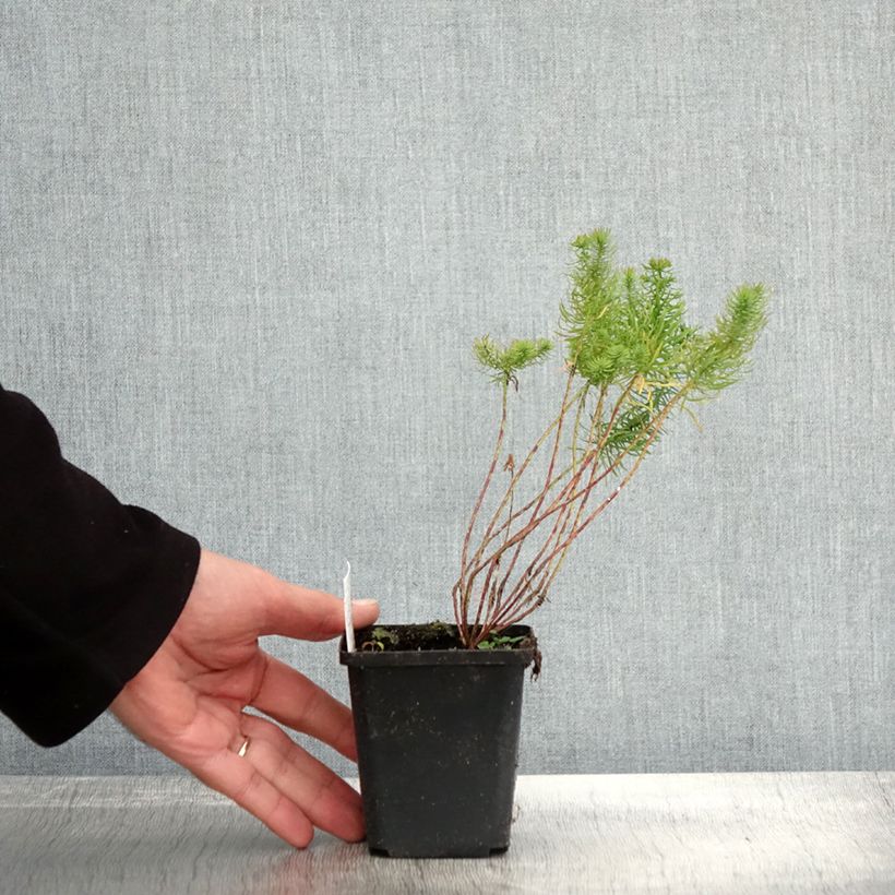 Spécimen de Euphorbe Petit-Cyprès - Euphorbia cyparissias Godet de 9cm tel que livré en automne