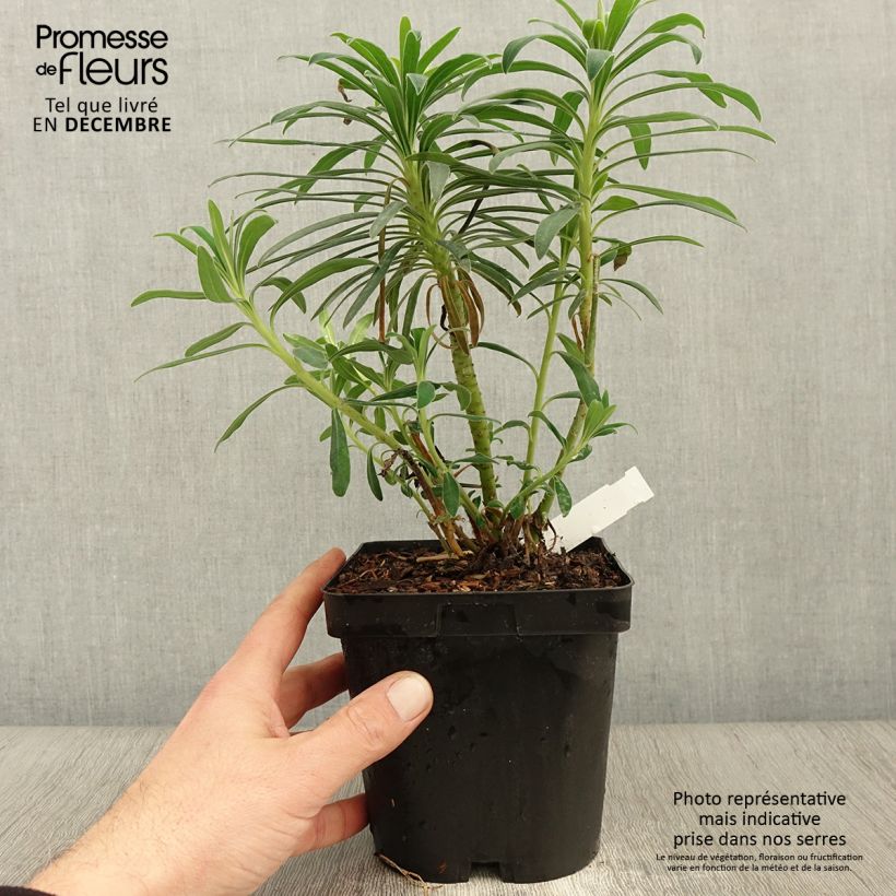 Spécimen de Euphorbia characias - Euphorbe arbustive tel que livré en automne