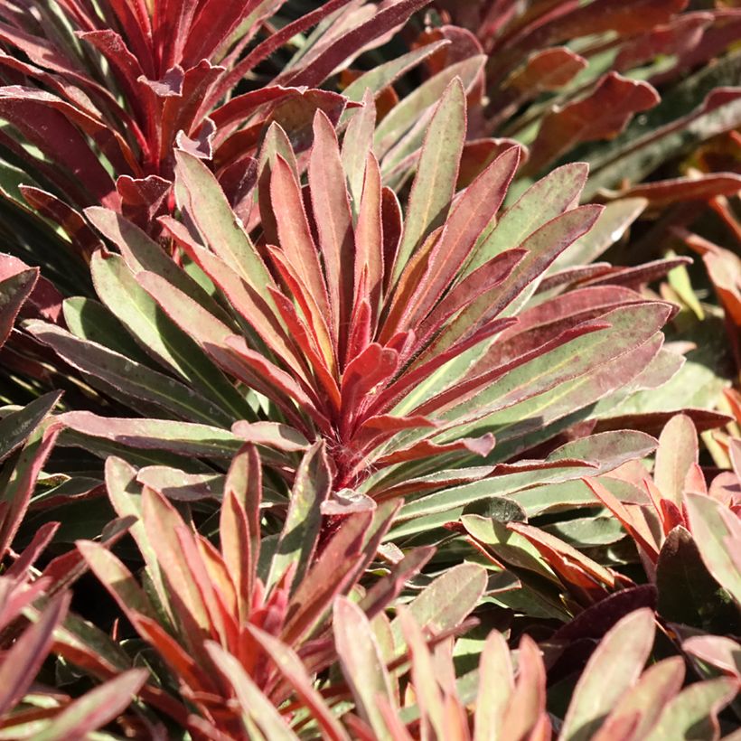 Euphorbia characias Miners Merlot - Euphorbe (Feuillage)