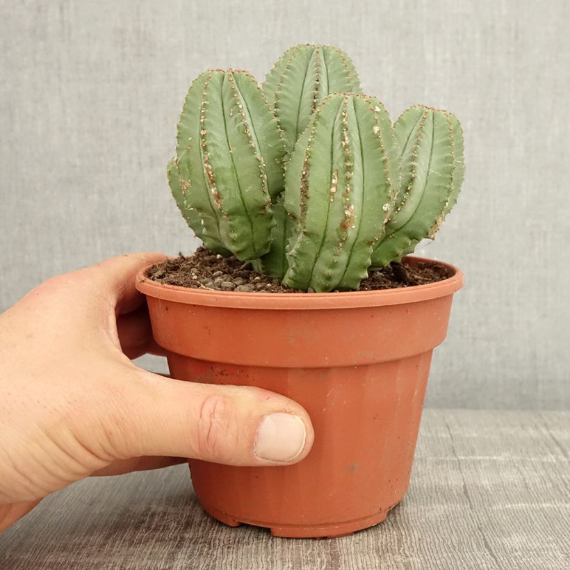 Spécimen de Euphorbia glauca Pot de 13 cm tel que livré au printemps