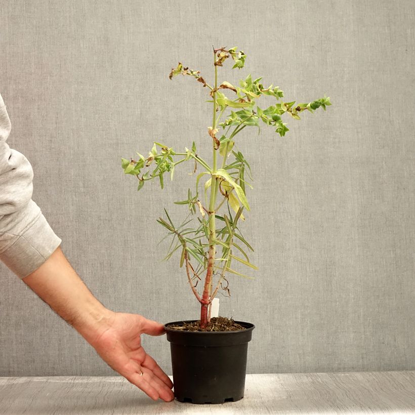 Spécimen de Euphorbia lathyris - Euphorbe des Jardins Pot de 2L/3L tel que livré en automne