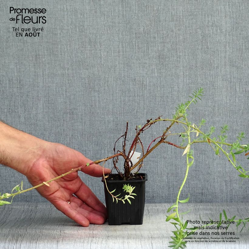 Spécimen de Euphorbia pithyusa Ponte Leccia - Euphorbe des Baléares tel que livré en été