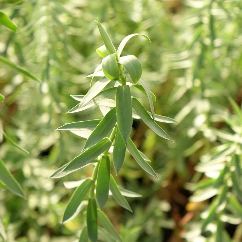 Euphorbia pithyusa Ponte Leccia - Euphorbe des Baléares (Feuillage)