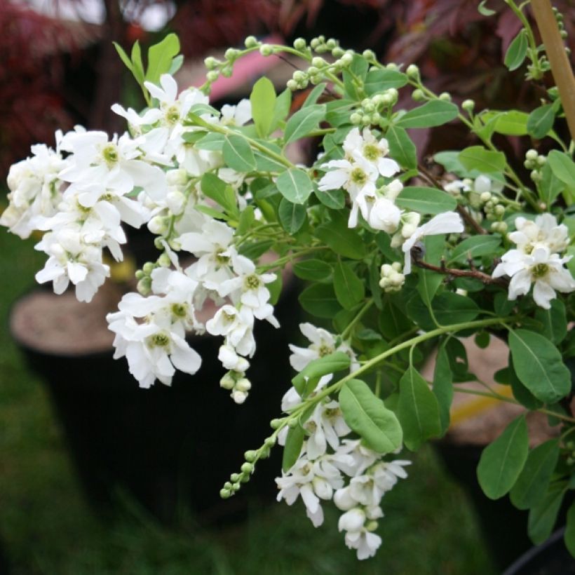 Exochorda x macrantha The Bride (Port)