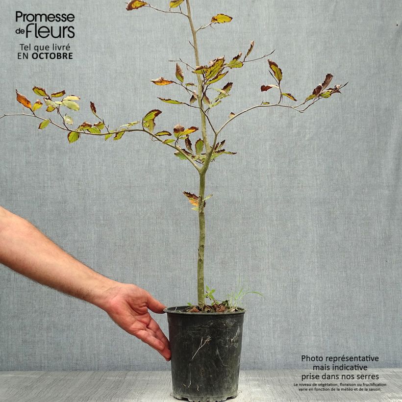 Spécimen de Fagus sylvatica Atropurpurea - Hêtre pourpre tel que livré en automne