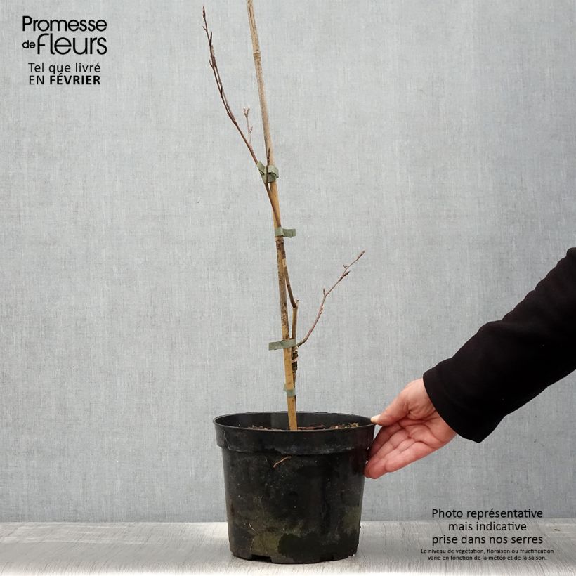 Spécimen de Fagus sylvatica f. suentelensis - Hêtre tortillard - Pot de 4L/5L tel que livré en hiver