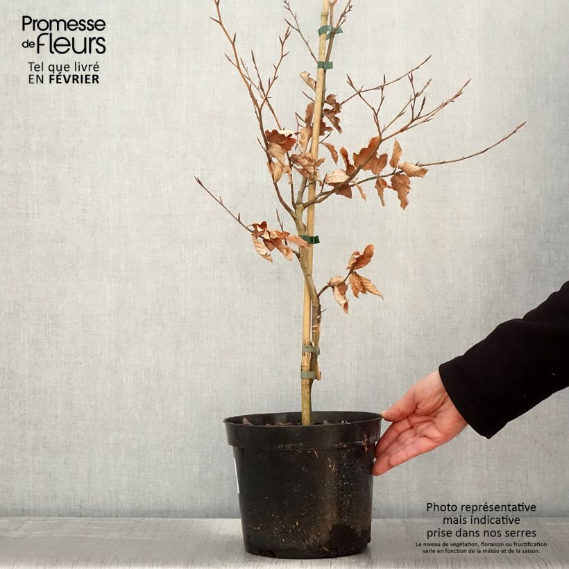 Spécimen de Fagus sylvatica Marmor Star - Hêtre panaché - Pot de 4L/5L tel que livré en hiver