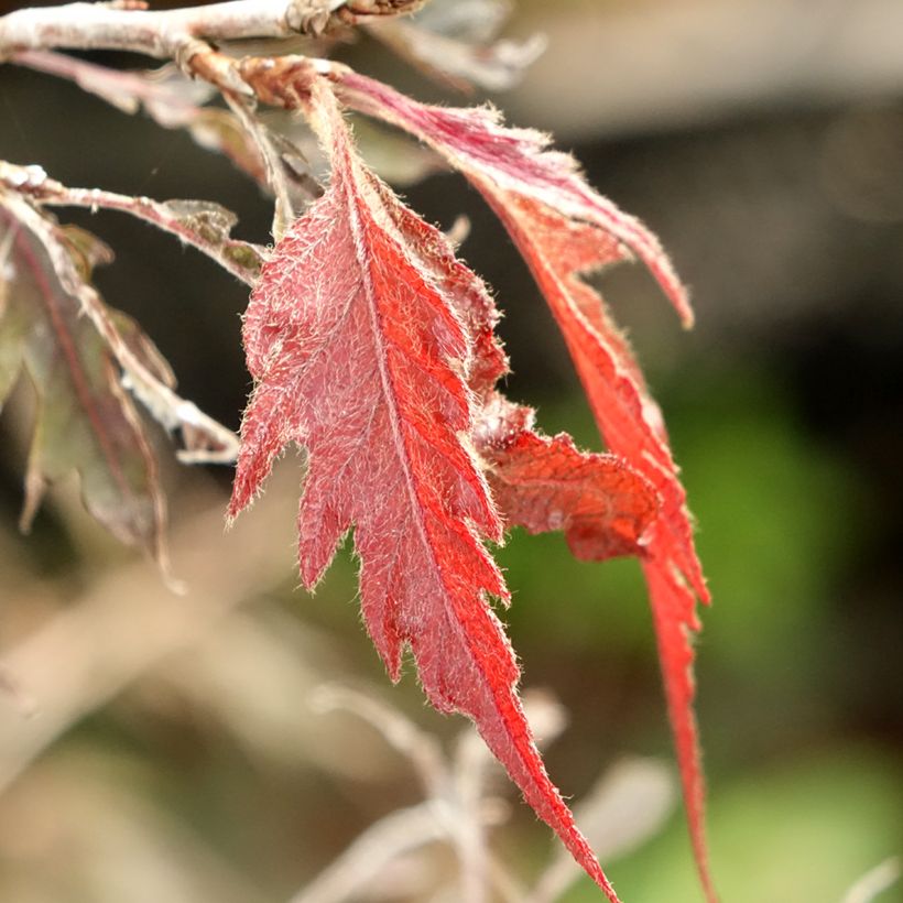 Fagus sylvatica Midnight Feather - Hêtre (Feuillage)