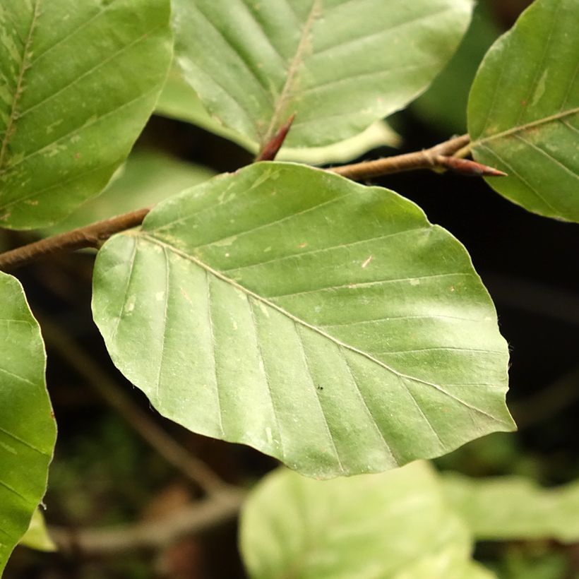 Fagus sylvatica Rolf Marquardt - Hêtre nain panaché (Feuillage)