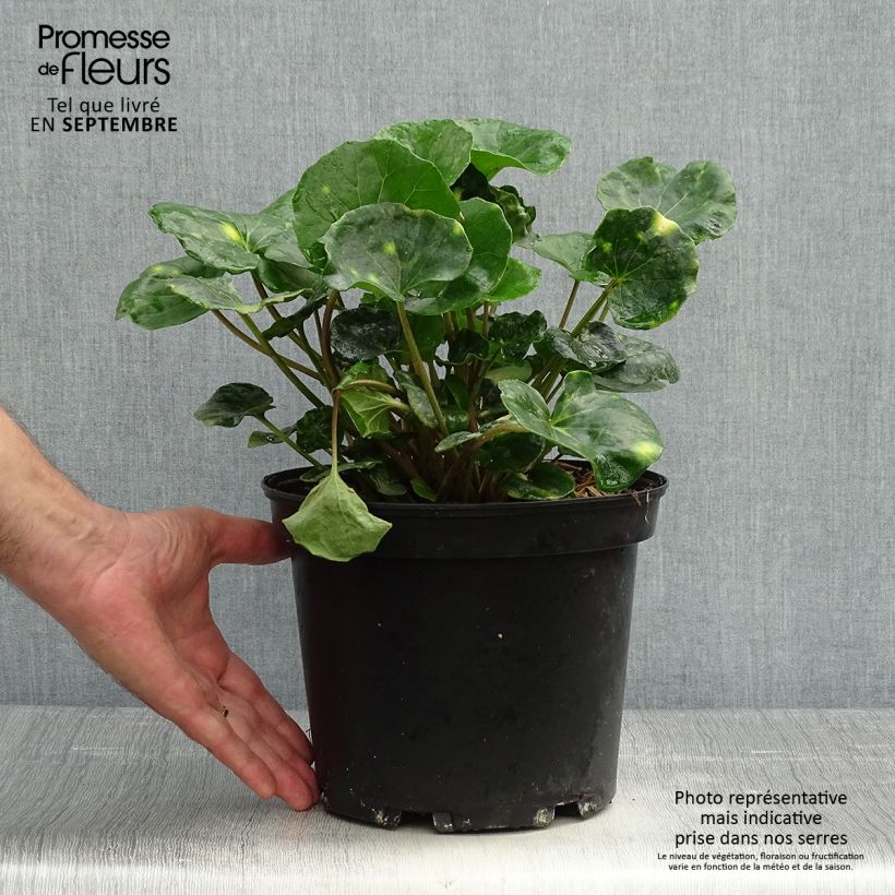 Spécimen de Farfugium japonicum Aureomaculatum - Plante Panthère. Pot de 3L/4L tel que livré en automne