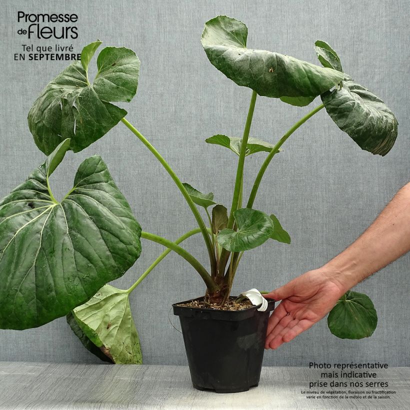 Spécimen de Farfugium japonicum Gigantea - Plante Panthère géante. Pot de 3L/4L tel que livré en automne