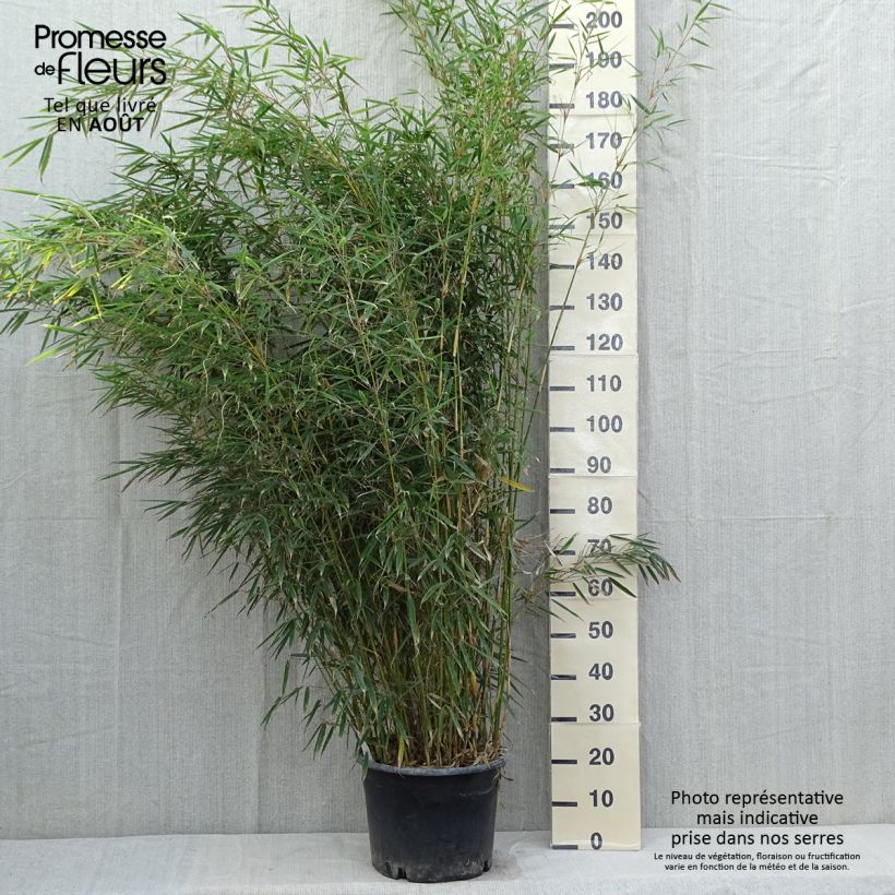 Spécimen de Fargesia robusta - Bambou non traçant tel que livré en été