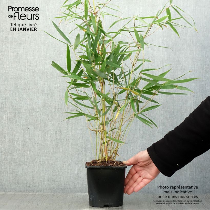 Spécimen de Fargesia robusta Pingwu - Bambou non traçant tel que livré en hiver