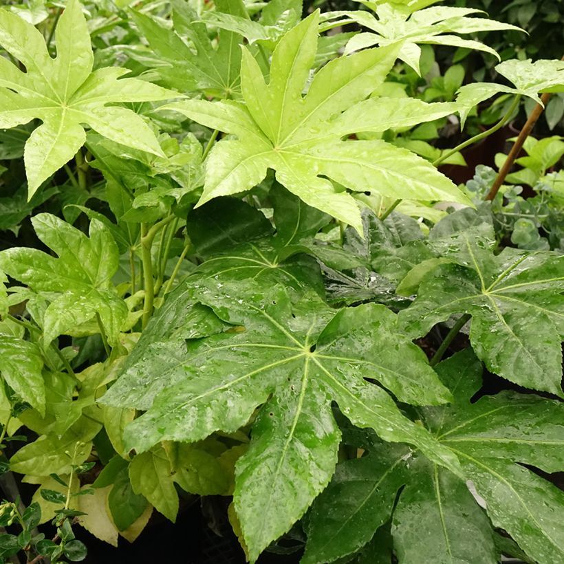 Faux-aralia - Fatsia japonica (Feuillage)