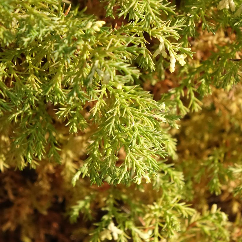 Faux cyprès du Japon - Chamaecyparis obtusa Snowflake (Feuillage)