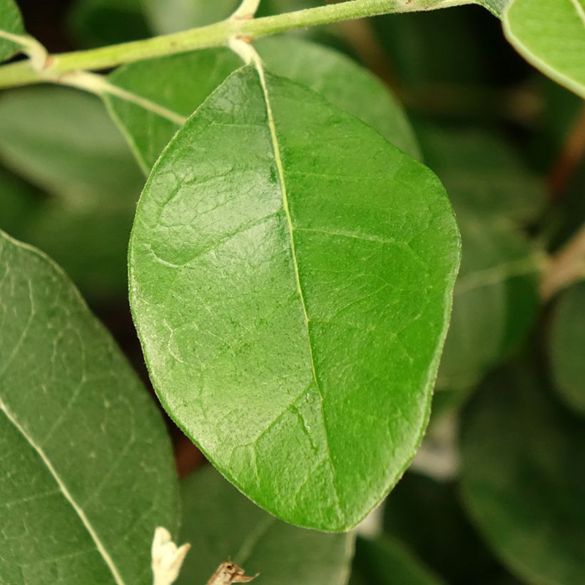 Feijoa ou Acca sellowiana Apollo - Goyavier du Brésil (Feuillage)