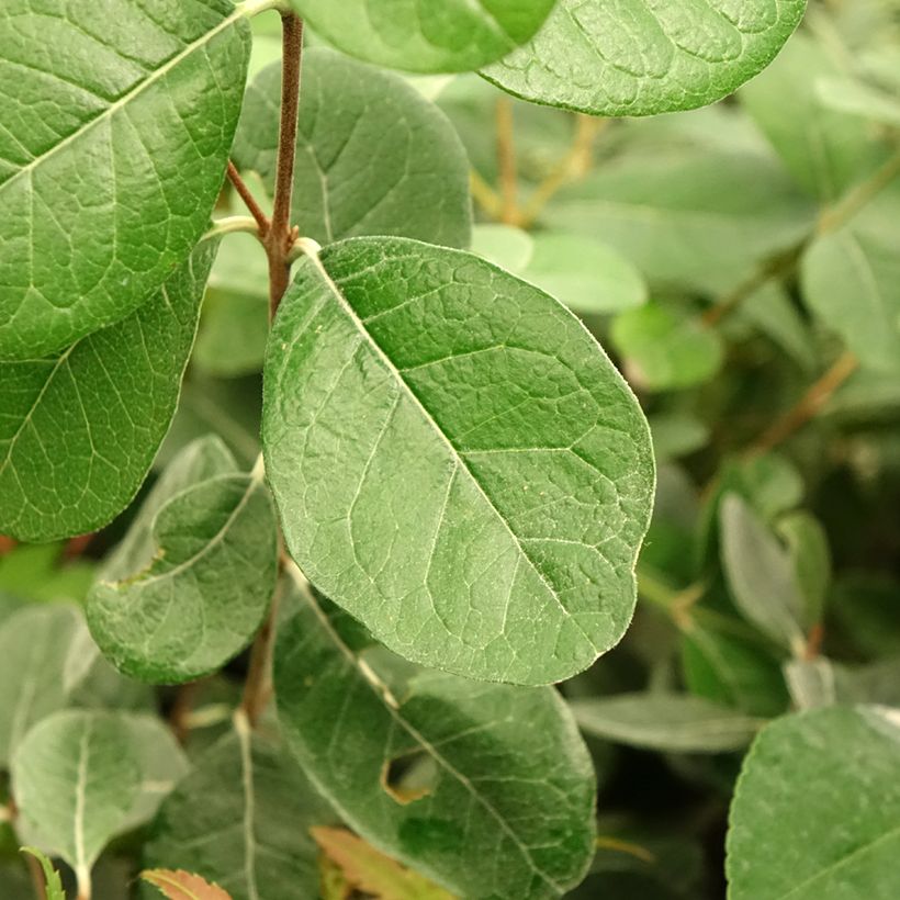 Feijoa ou Acca sellowiana Triumph - Goyavier du Brésil (Feuillage)