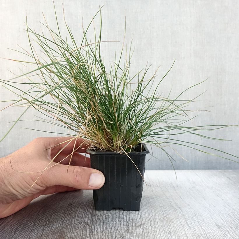 Spécimen de Festuca Sunrise - Fétuque Godet de 8/9 cm tel que livré en automne