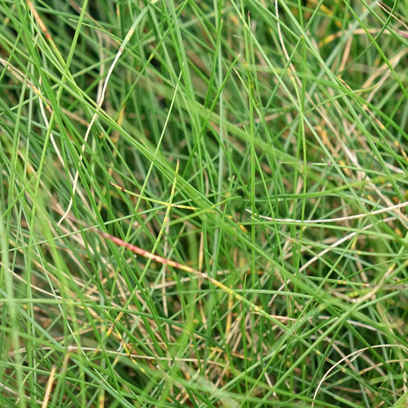 Festuca Sunrise - Fétuque (Feuillage)